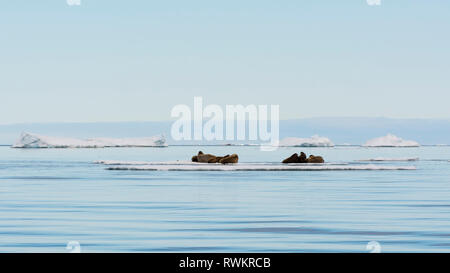 Atlantischen Walross (Odobenus rosmarus) liegen auf eisbergs, Fernblick, Vibebukta, Austfonna, Nordaustlandet, Svalbard, Norwegen Stockfoto