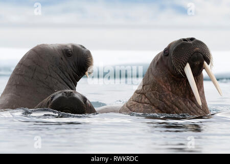 Atlantic Walrosse (Odobenus rosmarus) Schwimmen im Ozean, Nahaufnahme, Vibebukta, Austfonna, Nordaustlandet, Svalbard, Norwegen Stockfoto