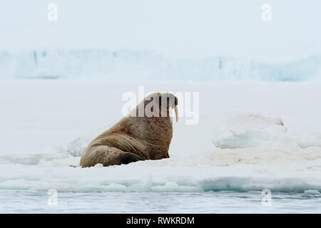 Atlantischen Walross (Odobenus rosmarus) auf eisbergs, Vibebukta, Austfonna, Nordaustlandet, Svalbard, Norwegen Stockfoto