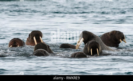 Atlantic Walrosse (Odobenus rosmarus) Schwimmen im Ozean, Vibebukta, Austfonna, Nordaustlandet, Svalbard, Norwegen Stockfoto