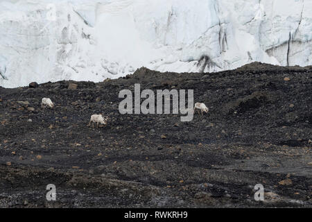 Svalbard Rentier (Rangifer tarandus) in Gletscher Landschaft, Barentssee, Island, Spitzbergen, Norwegen Stockfoto