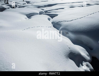 Tierspuren im Schnee bedeckt die Landschaft, Alpe Ciamporino, Piemont, Italien Stockfoto