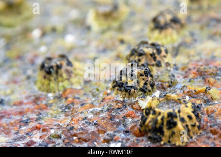 Northern Rock barnacle (Semibalanus balanoides) mit embryonalen Sporophyten eines nicht identifizierten Meeresalgen Stockfoto