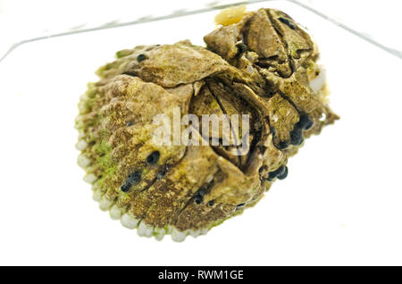 Northern Rock Barnacle (Semibalanus balanoides) mit embryonalen Sporophyten eines nicht identifizierten Meeresalgen (wahrscheinlich Ascophyllum oder Fucus Arten.) Stockfoto