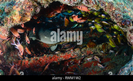 Ein Ammenhai in einem Schiffswrack versteckten Stockfoto