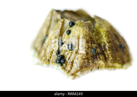 Northern Rock Barnacle (Semibalanus balanoides) mit embryonalen Sporophyten eines nicht identifizierten Meeresalgen (wahrscheinlich Ascophyllum oder Fucus Arten.) Stockfoto