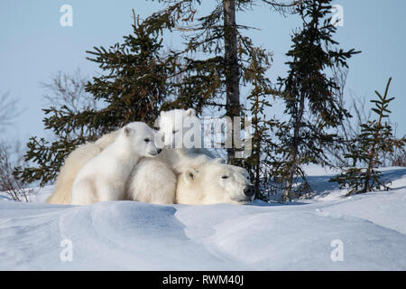 Mutter polar Bier und 2 Jungen am Watchee Lodge in Wapusk National Park; Churchill, Manitoba, Kanada Stockfoto