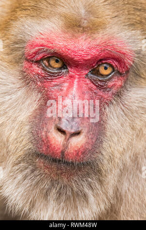 Close-up Gesicht Schoß einer Frau Stumpf-tailed Makaken (Macaca); arctoides Chiangrai, Chiang Rai, Thailand Stockfoto