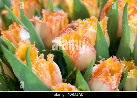 Botanik, gefranste Tulpen, Vorsicht! Für Greetingcard-Use/Postcard-Use in deutschsprachigen Ländern gibt es einige Einschränkungen Stockfoto