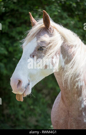 Missouri Foxtrotter. Portrait von Red roan Sabino Pinto, seine Zunge heraus zu haften. Schweiz Stockfoto