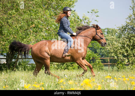 Missouri Foxtrotter. Rothaarige junge Frau auf fuchswallach glloping auf einer Weide. Schweiz Stockfoto