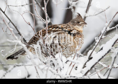 Spruce Grouse (Falcipennis canadensis) in ein schneebedeckter Baum, Whitehorse, Yukon, Kanada Stockfoto