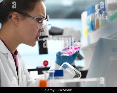 Wissenschaftler anzeigen Zellen in multi-well Platte bereit für die Analyse im Labor Stockfoto