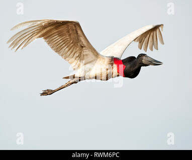 Jabiru-storches (Jabiru mycteria) im Flug, Pousada Rio Claro Lodge; Pantanal, Brasilien Stockfoto