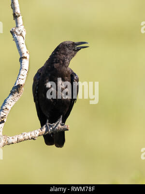 Eine amerikanische Crow, Corvus brachyrhynchos durch den Fluss in Saskatoon, Saskatchewan gehockt Stockfoto