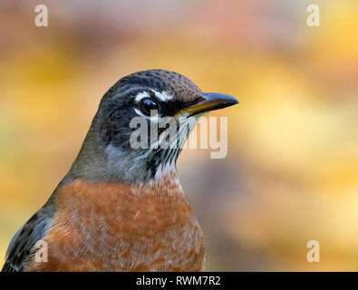 American Robin, Turdus migratorius, Nahaufnahme portrait in Saskatoon, Saskatchewan, Kanada Stockfoto