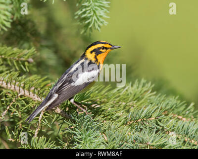 Ein männlicher Blackburnian Warbler (Setophaga fusca) in einem Spruce Tree Emma Lake, Saskatchewan Stockfoto