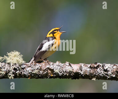 Ein männlicher Blackburnian Warbler (Setophaga fusca) singt von einem Baum an Emma Lake, Saskatchewan Stockfoto