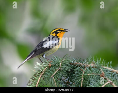 Ein männlicher Blackburnian Warbler (Setophaga fusca) Aufruf von einem Spruce Tree Emma Lake, Saskatchewan Stockfoto