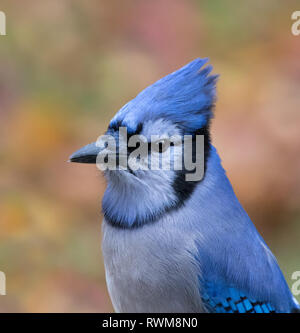 Porträt eines Blue Jay, Cyanocitta cristata, im Herbst in Saskatoon, Saskatchewan, Kanada gehockt Stockfoto