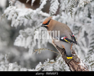 Bohemian Waxwing Bombycilla garrulus,, im Frost in Saskatoon, Saskatchewan, Kanada gehockt Stockfoto