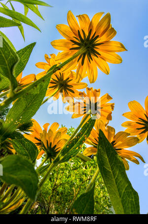 Die Unterseite der Hintergrundbeleuchtung black-eyed Susan Blumen in Central Virginia Garten Stockfoto