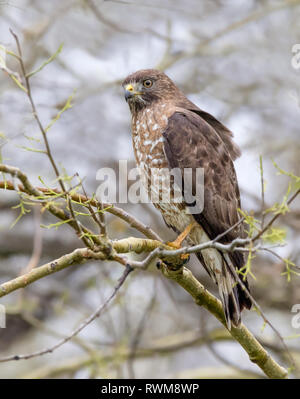 Eine breite - winged Hawk, Buteo platypterus im Duck Lake, Saskatchewan gehockt Stockfoto