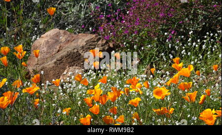Der Frühling in der kalifornischen Wüste - Mohn und andere Wildblumen blühen neben einem Rock. Stockfoto