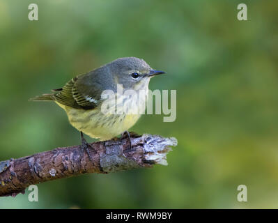 Ein Sturz Gefieder Cape May Warbler (Setophaga tigrina) in Saskatoon, Saskatchewan gehockt Stockfoto