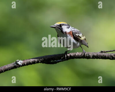 Ein männlicher Chestnut-seitig Grasmücke, Setophaga pensylvanica Emma Lake, Saskatchewan gehockt Stockfoto