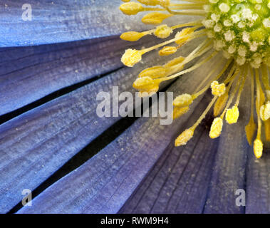 Blauer Stern Anemone (Anemone blanda) close-up, grünen Stempel, gelben Staubgefäßen und Antheren und blauen Blütenblätter Stockfoto