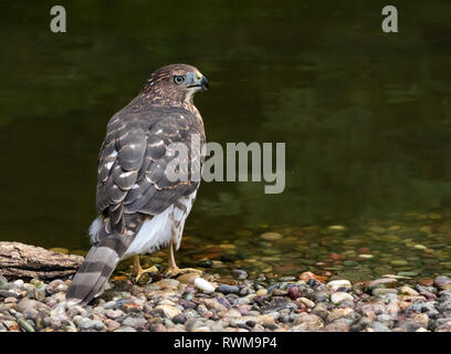 Ein jugendlicher Cooper Hawk, Accipiter cooperii, an einem Teich in Saskatoon, Saskatchewan, Kanada Stockfoto