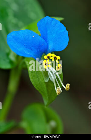 Asiatische dayflower (Commelina communis) in Central Virginia Anfang September Stockfoto