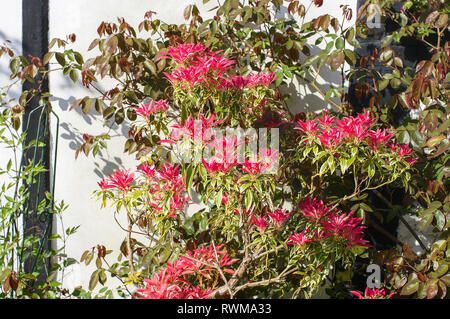 Pieris japonica Flaming Silber angezeigte neue junge rote Laub im April in einem Englischen Garten UK Stockfoto