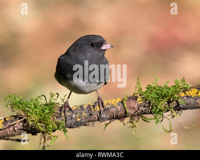 Ein Dark-eyed Junco, (Schiefer-Farben) Junco hyemalis, auf einem Bemoosten in Saskatchewan, Kanada anmelden gehockt Stockfoto