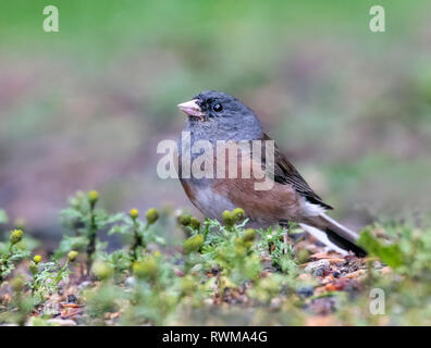 Dark-eyed Junco, Junco hyemalis, Rosa-seitig Rasse, im Cypress Hills National Park Saskatchewan, Kanada Stockfoto