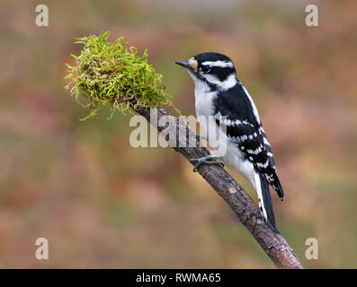 Eine weibliche Downy Woodpecker, Picoides pubescens, im Herbst thront, in Saskatoon, Saskatchewan, Kanada Stockfoto