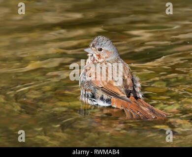 Ein Fuchs Sparrow, Passerella iliaca, Baden in Saskatoon, Saskatchewan. Stockfoto
