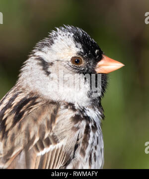 Harris' Sparrow, Zonotrichia querula, Porträt, in Saskatoon, Saskatchewan, Kanada Stockfoto