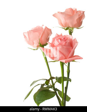 Drei Rosen isoliert auf weißem Stockfoto