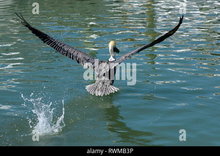 Braunpelikan (Pelecanus occidentalis) unter über Rose Marina, Marco Island, Florida, USA Stockfoto