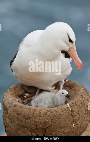 Schwarz der tiefsten Albatros (Thalassarche melanophris) und die Küken in einem Nest; Falkland Inseln Stockfoto