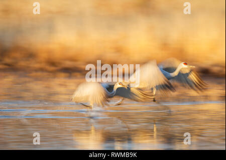 Kanadakraniche (Antigone canadensis) über die Oberfläche des Wassers bei Sonnenaufgang fliegen, Bosque de Apache National Wildlife Refuge Stockfoto