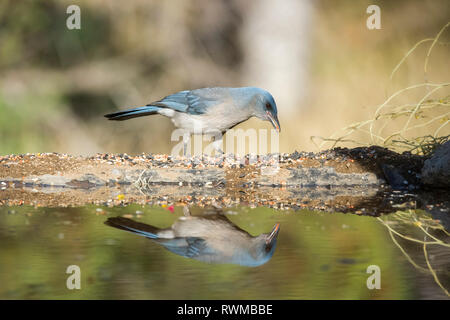 Mexikanische Jay (Aphelocoma wollweberi) stehen am Rand des Wassers mit ein Spiegelbild der Reflexion in der Oberfläche des Wassers Stockfoto