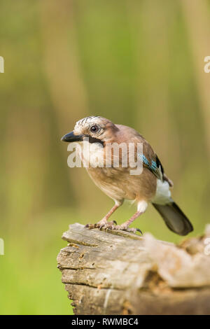 Eurasischen Eichelhäher (Garrulus glandarius); Ungarn Stockfoto