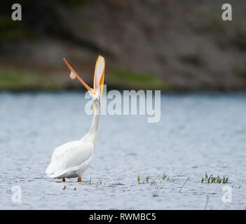 American White Pelican (Pelecanus erythrorhynchos) stehen im Wasser und sah mit Mund weit offen; Vereinigte Staaten von Amerika Stockfoto