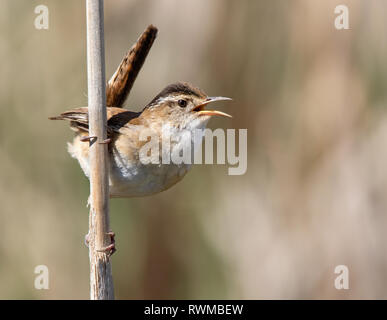 Marsh Wren, Cistothorus palustris, Singen, am Porter Lake, Saskatchewan, Kanada Stockfoto