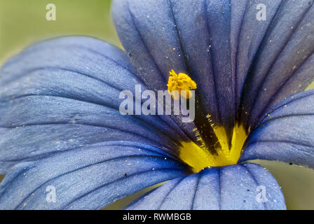 Zentrum von blue-eyed grass Blume (Sisyrinchium angustifolium) Stockfoto