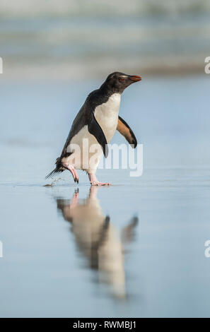 Gentoo Pinguin (Pygoscelis papua) zu Fuß auf einer nassen Oberfläche mit seinem Spiegelbild im Wasser; Saunders Island, Falkland Inseln Stockfoto