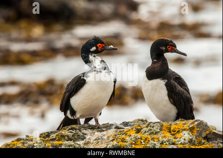 Rock shag (Phalacrocorax Magellanicus) stehen auf einer Flechten bewachsene Felsen und Karkasse Island, Falkland Inseln Stockfoto